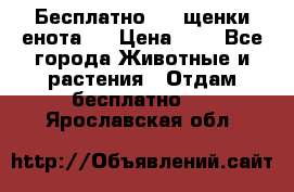 Бесплатно !!! щенки енота!! › Цена ­ 1 - Все города Животные и растения » Отдам бесплатно   . Ярославская обл.
